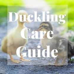 Duckling Care Guide